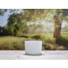 Bild Jars Piatta *ON STOCK* 12